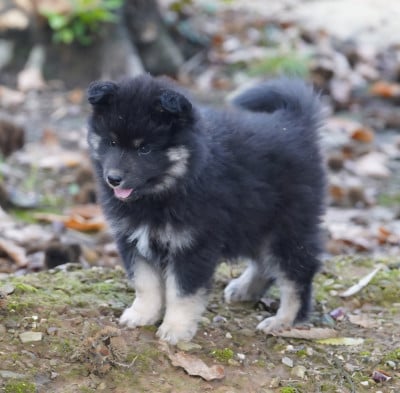 Les chiots de Chien finnois de Laponie