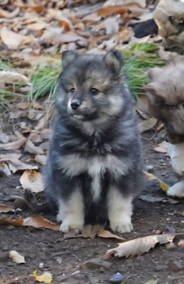 Les chiots de Chien finnois de Laponie