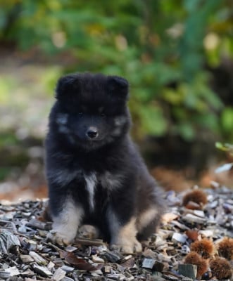 Les chiots de Chien finnois de Laponie