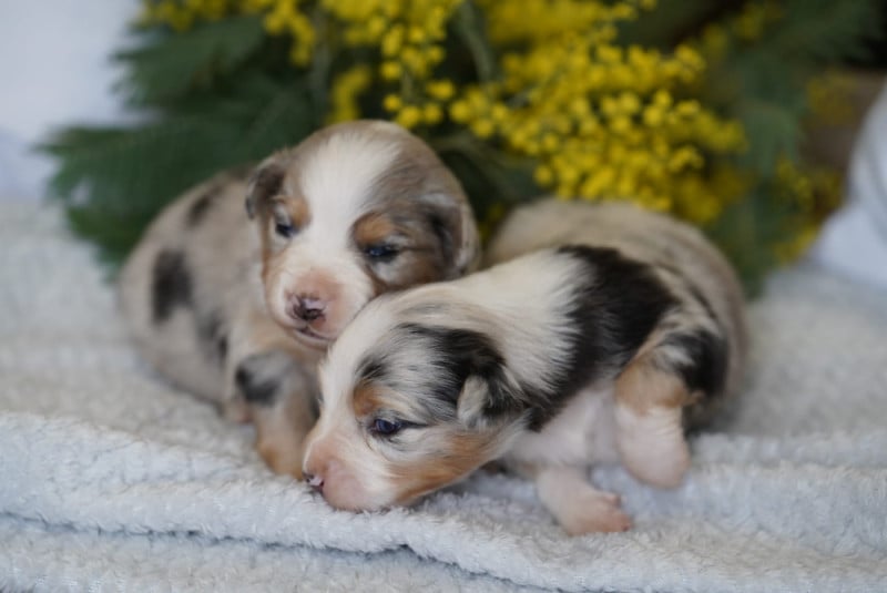 Berger Américain Miniature  - du Mont de Saana