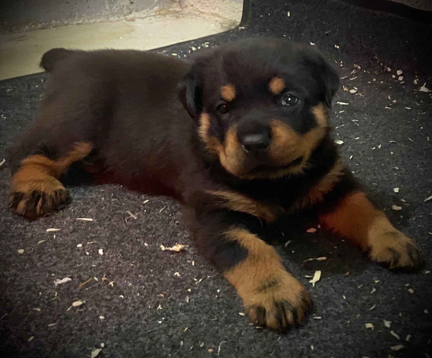 Chiot N°1