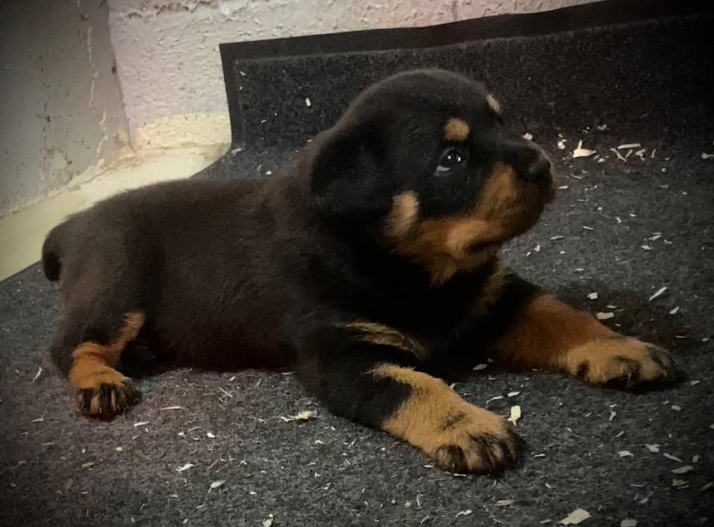 Chiot N°1