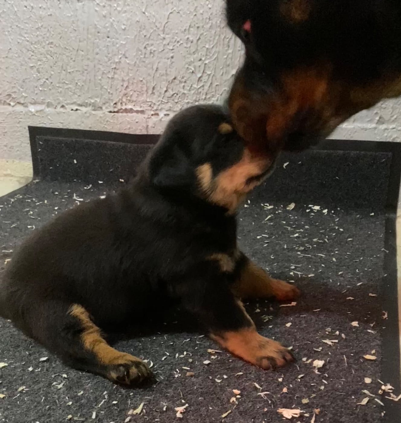 Chiot N°1