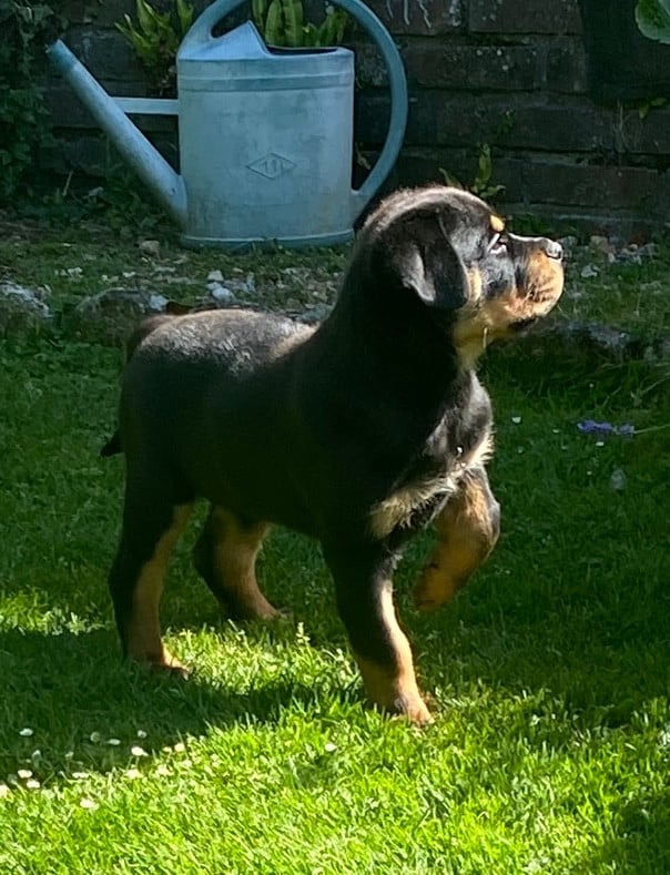 Rottweiler - Von Der Vieren Satt