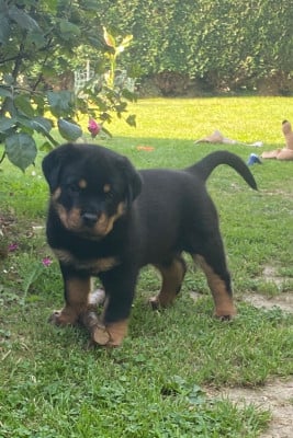Les chiots de Rottweiler