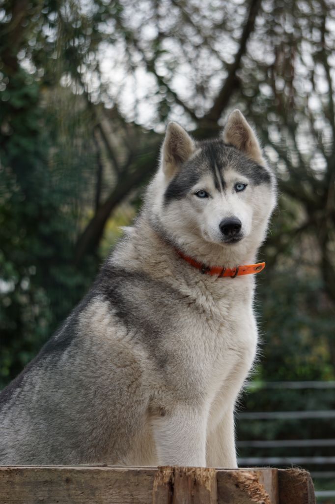 Maïa Des Loups Des Pyrenees