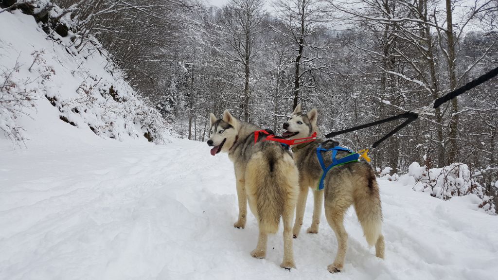 Maïa Des Loups Des Pyrenees