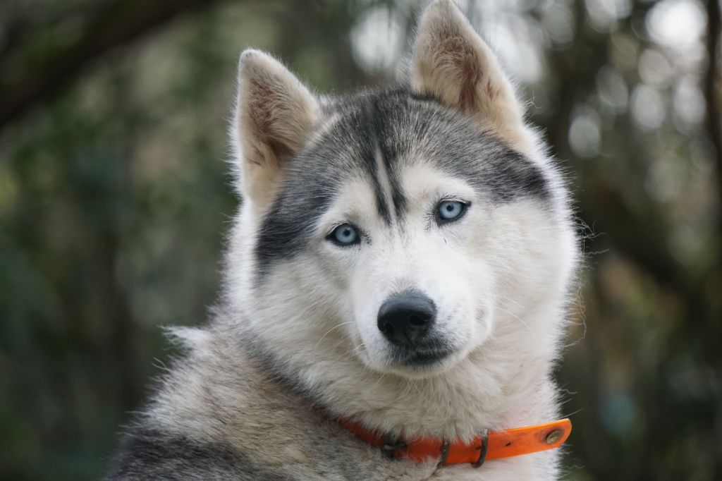 Maïa Des Loups Des Pyrenees