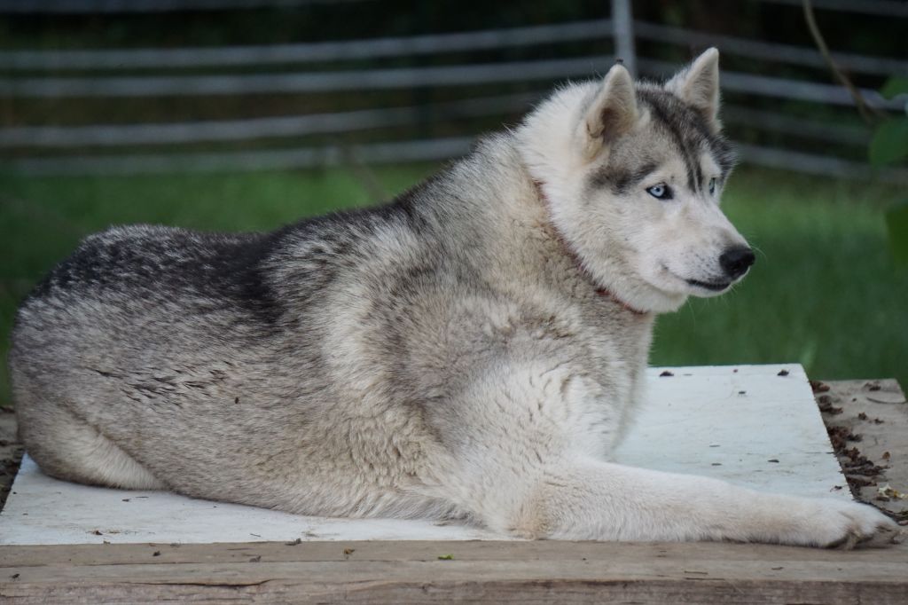Maïa Des Loups Des Pyrenees
