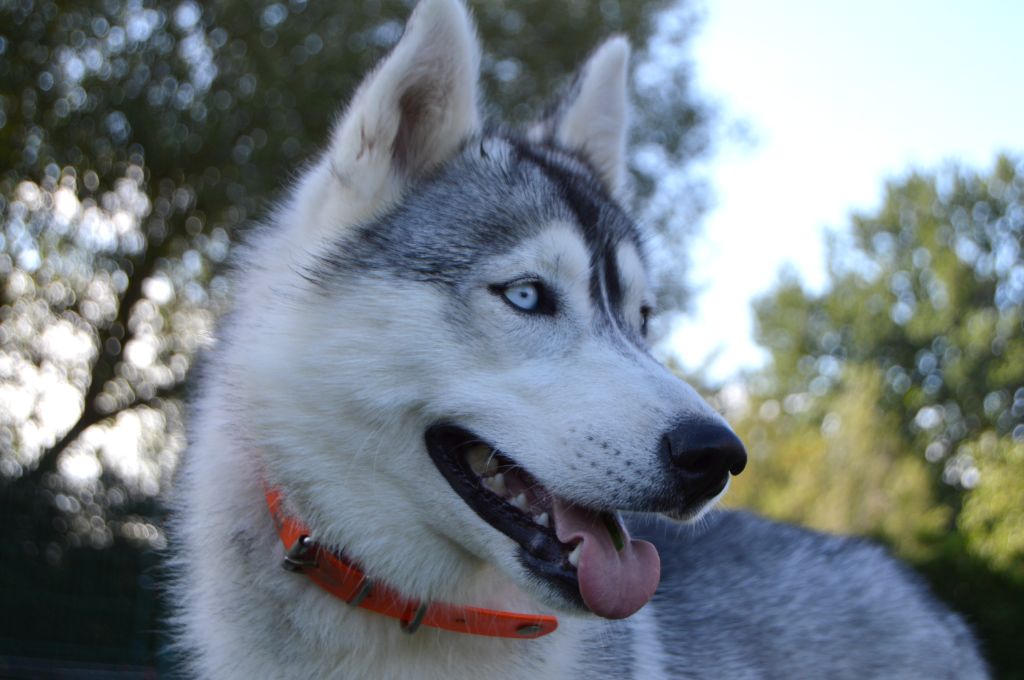 Maïa Des Loups Des Pyrenees