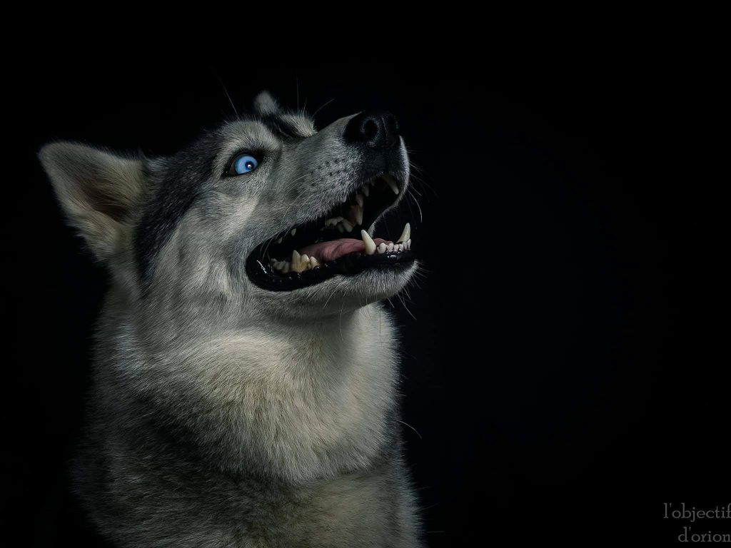 Maïa Des Loups Des Pyrenees