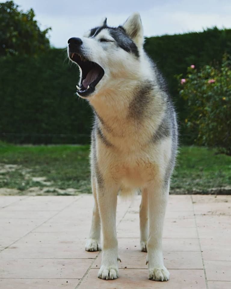 Maïa Des Loups Des Pyrenees