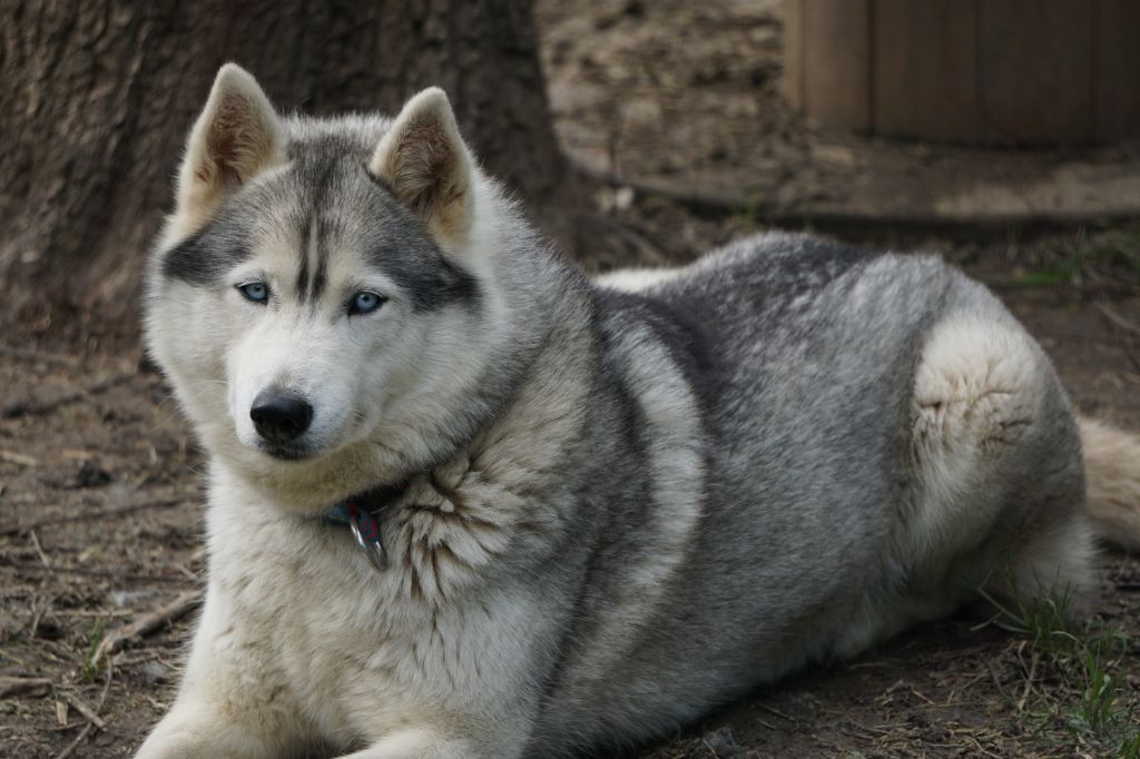 Maïa Des Loups Des Pyrenees