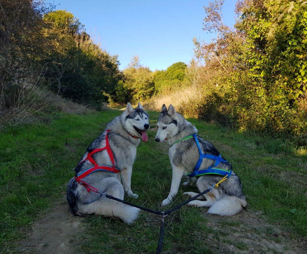 Maïa Des Loups Des Pyrenees