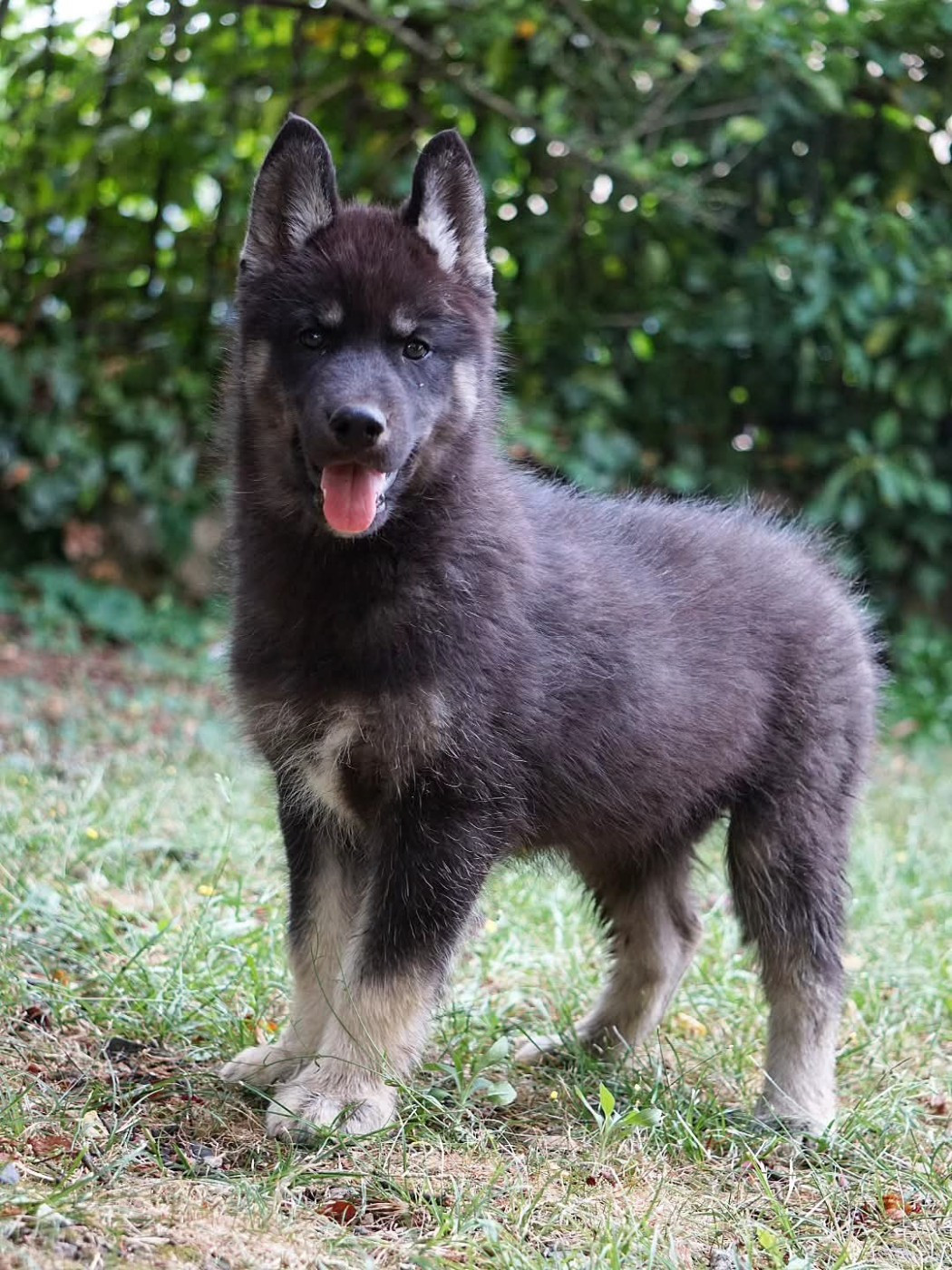 BIG BANG THÉORY - Siberian Husky