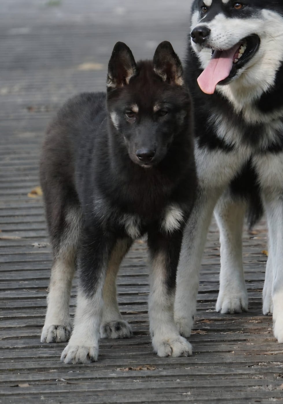 BIG BANG THÉORY - Siberian Husky