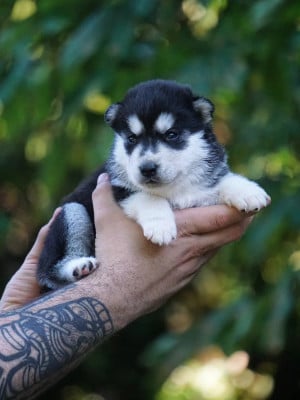 Les chiots de Siberian Husky