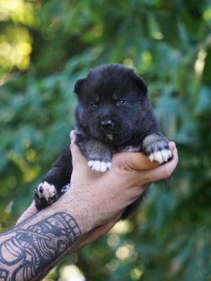 Les chiots de Siberian Husky