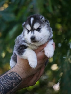 Les chiots de Siberian Husky