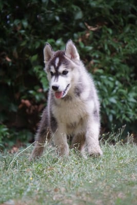 Les chiots de Siberian Husky