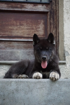 Les chiots de Siberian Husky