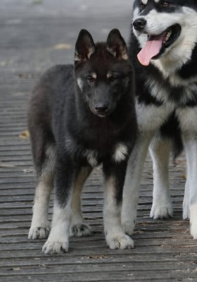 Les chiots de Siberian Husky