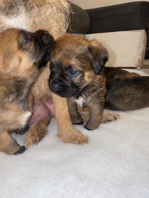 Border Terrier - Lutra Bellatoria