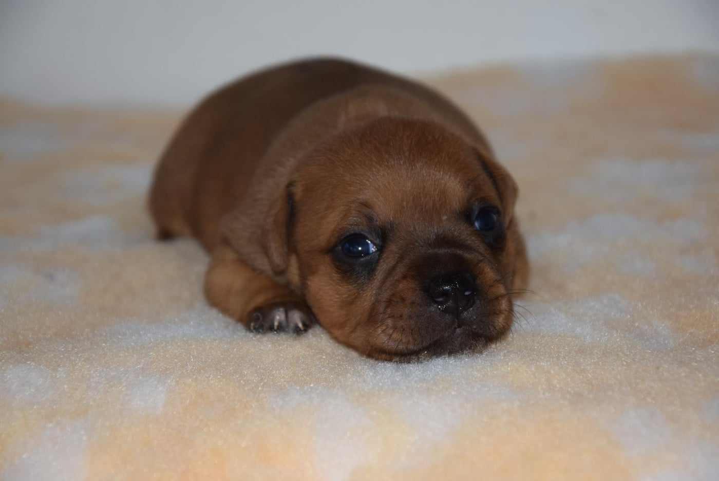 CHIOT 3