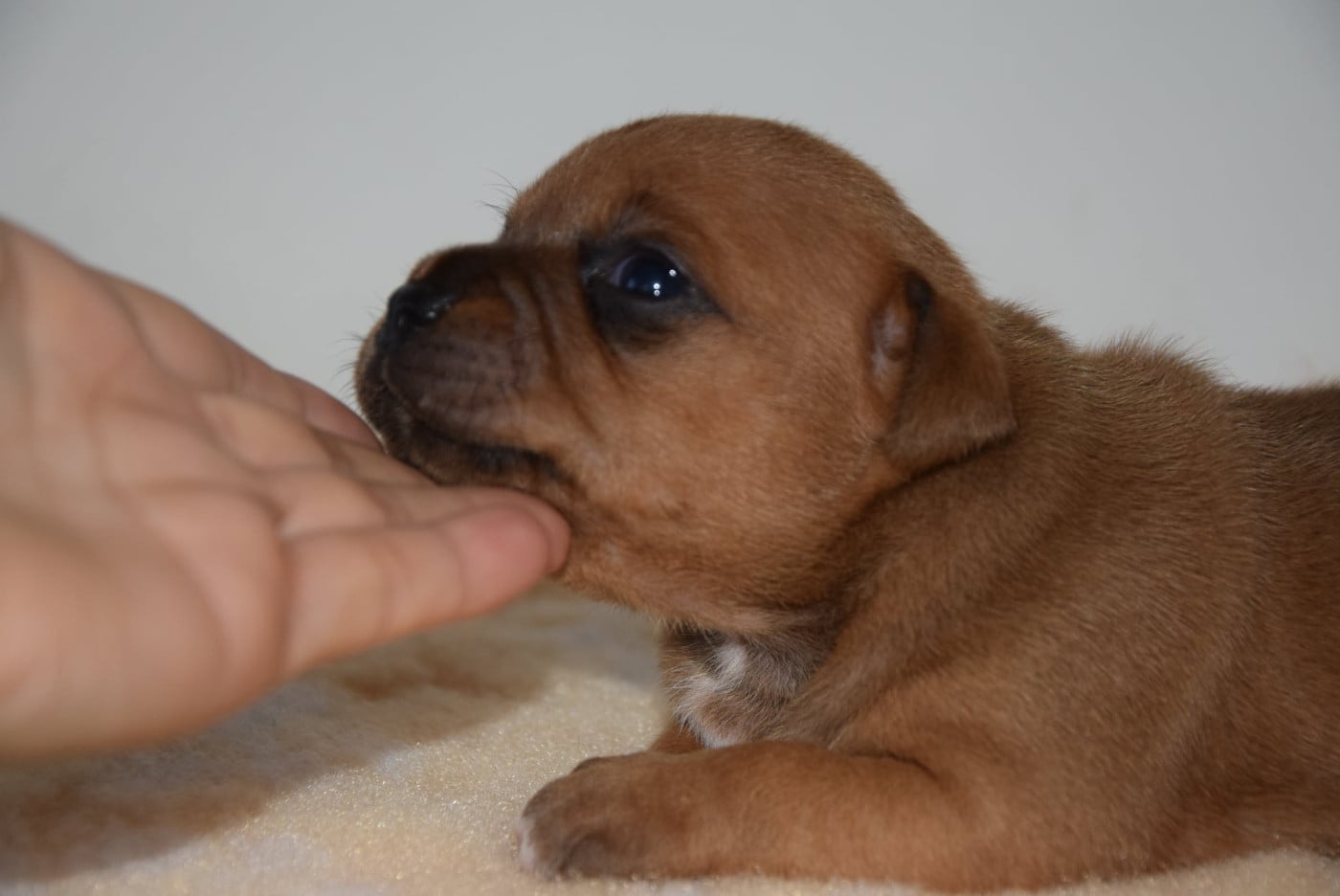 CHIOT 3
