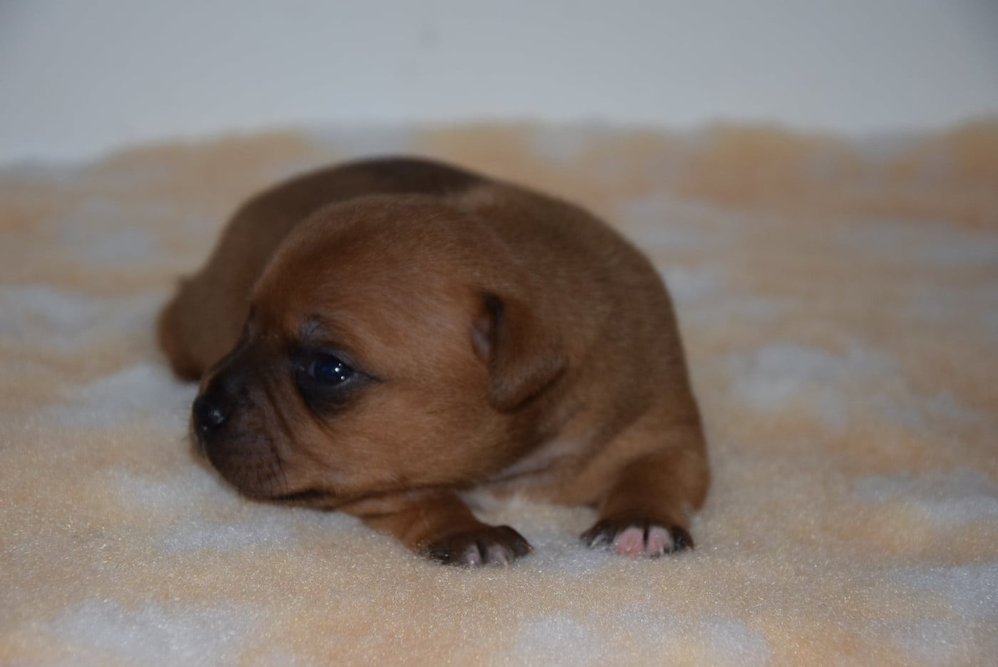 CHIOT 3