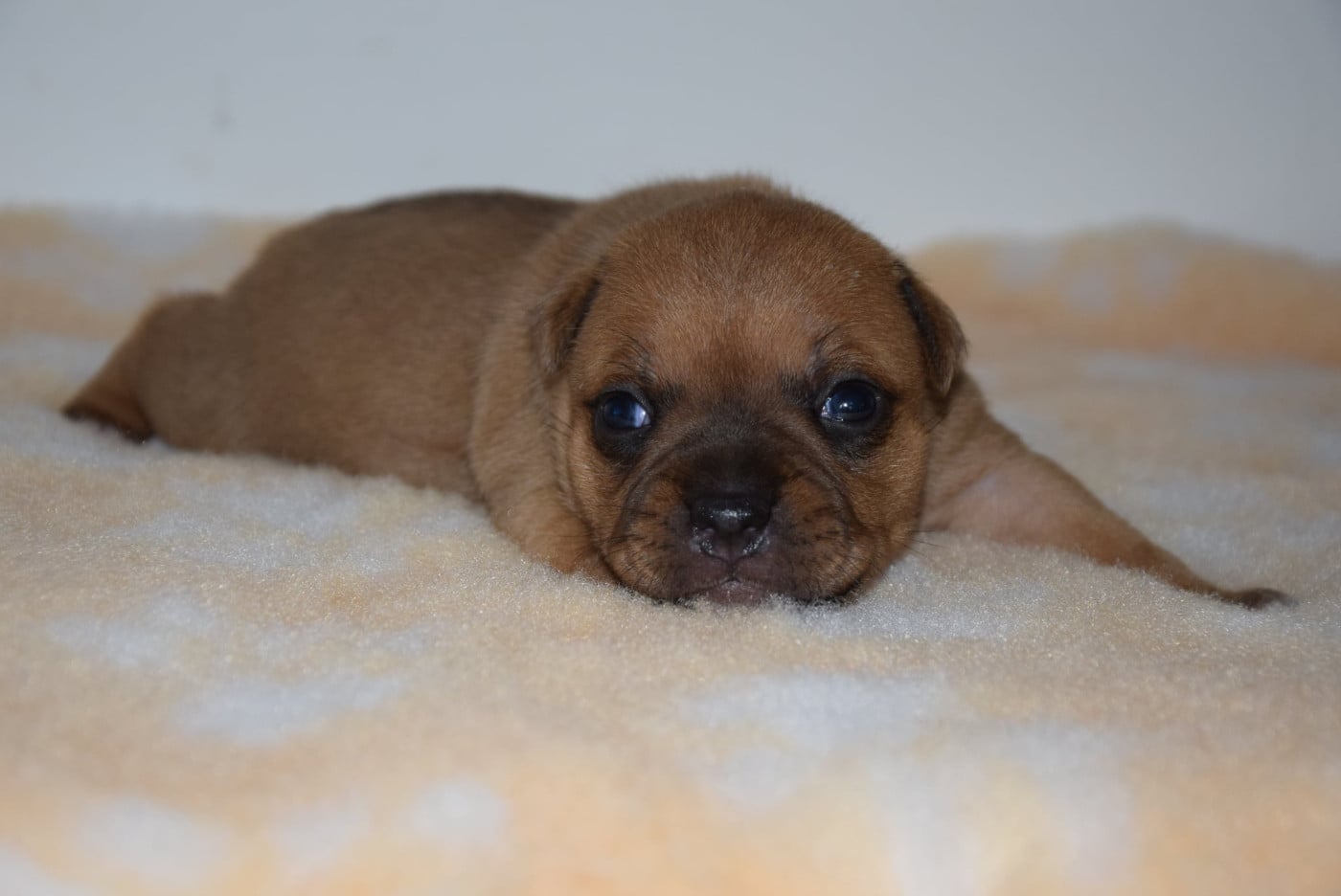 CHIOT 2