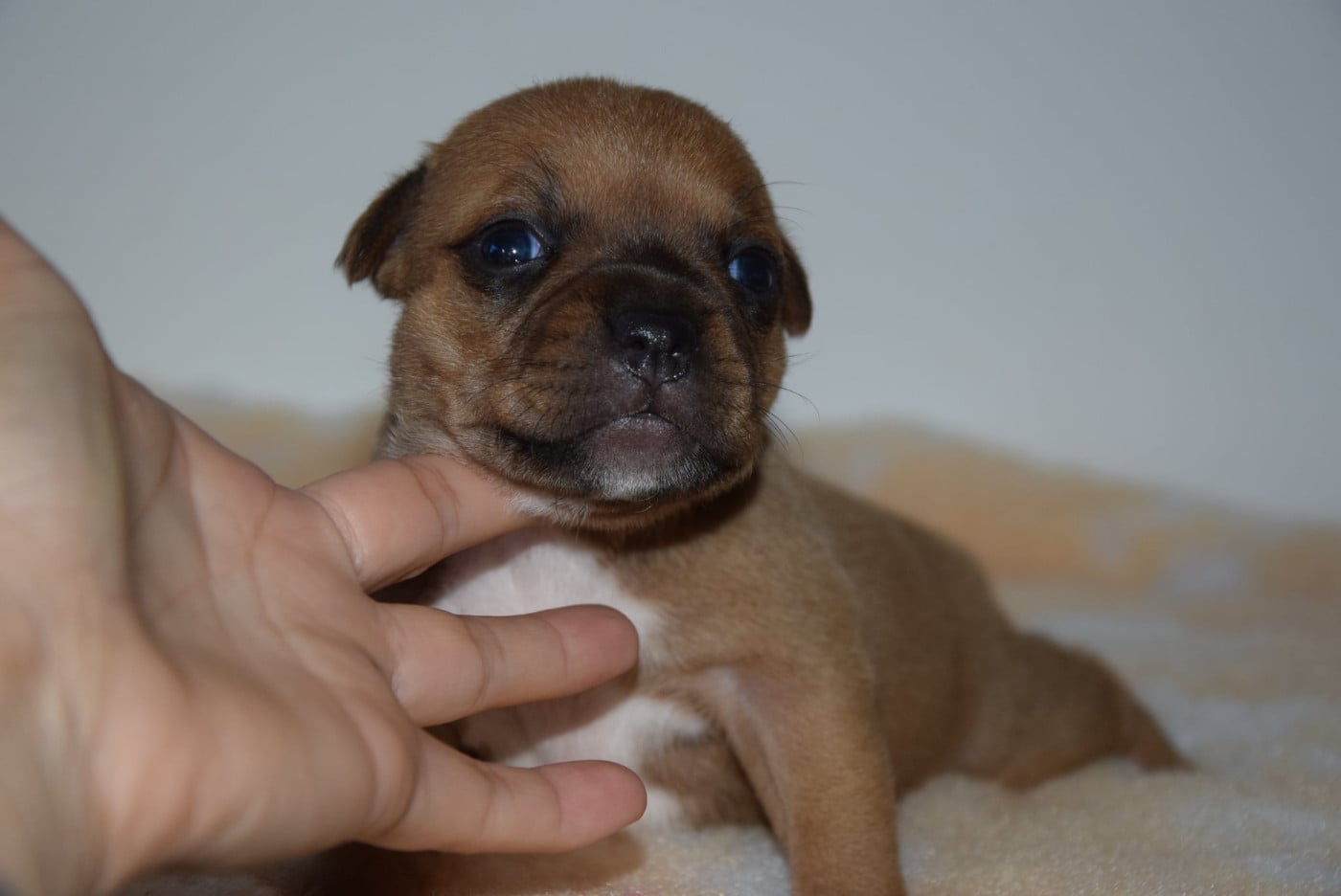 CHIOT 2