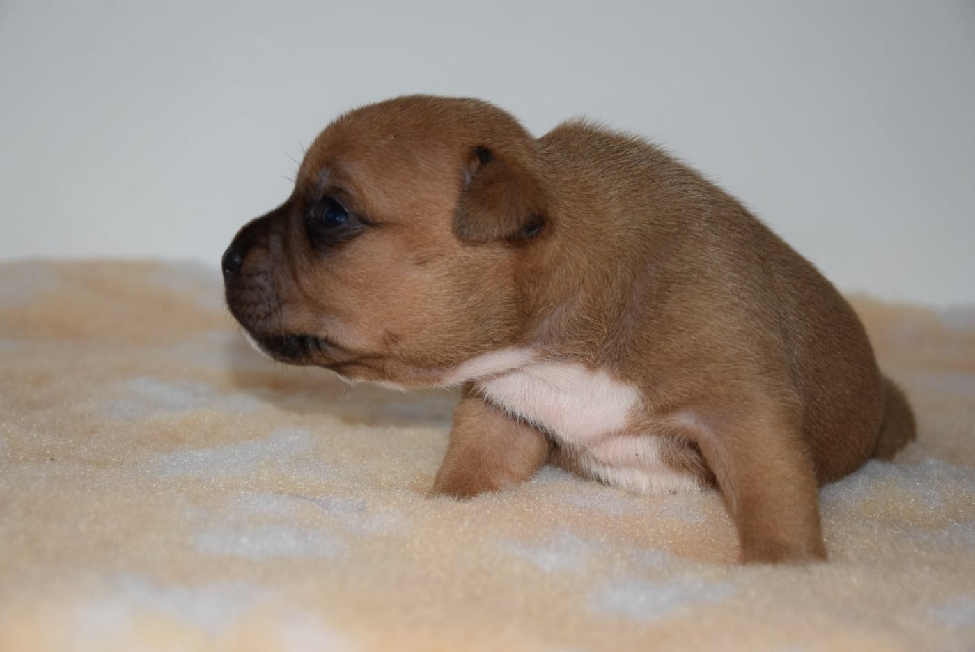 CHIOT 2