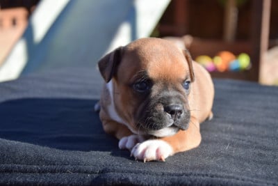 Les chiots de Staffordshire Bull Terrier