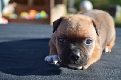 Les chiots de Staffordshire Bull Terrier
