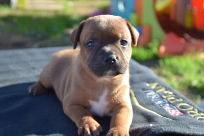 Les chiots de Staffordshire Bull Terrier