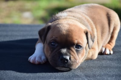 Les chiots de Staffordshire Bull Terrier