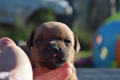 Les chiots de Staffordshire Bull Terrier