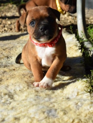 Les chiots de Staffordshire Bull Terrier
