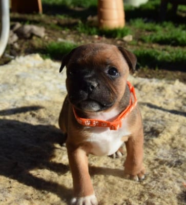 Les chiots de Staffordshire Bull Terrier