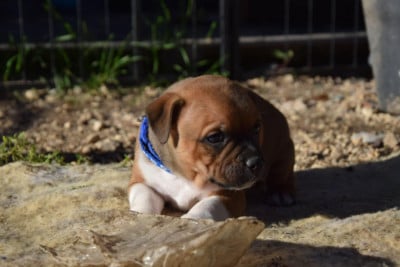Les chiots de Staffordshire Bull Terrier