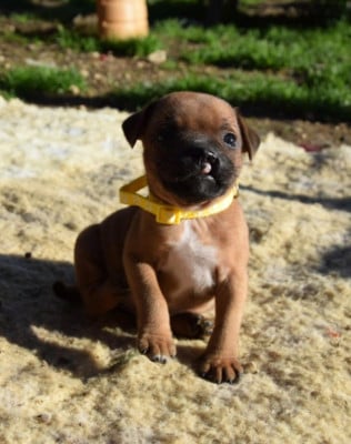 Les chiots de Staffordshire Bull Terrier