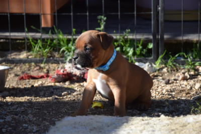 Les chiots de Staffordshire Bull Terrier