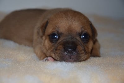 Les chiots de Staffordshire Bull Terrier