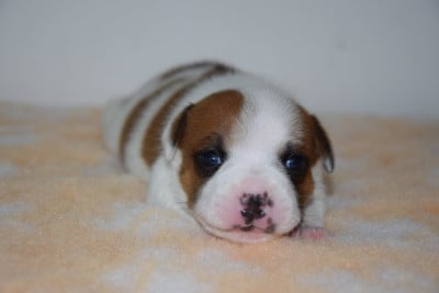 Les chiots de Staffordshire Bull Terrier