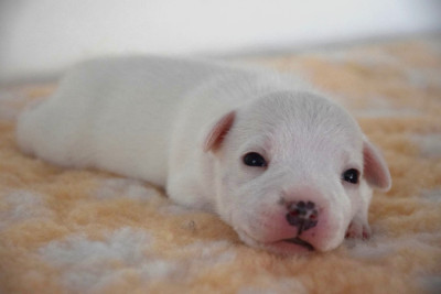 Les chiots de Staffordshire Bull Terrier
