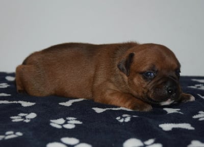 Les chiots de Staffordshire Bull Terrier