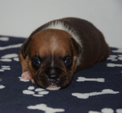 Les chiots de Staffordshire Bull Terrier