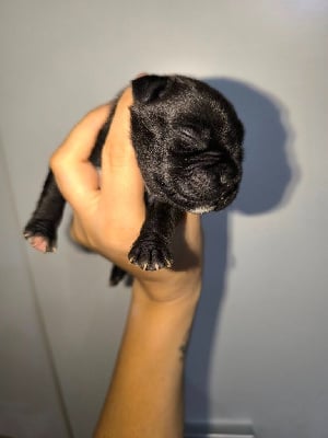 Les chiots de Staffordshire Bull Terrier