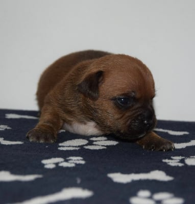 Les chiots de Staffordshire Bull Terrier